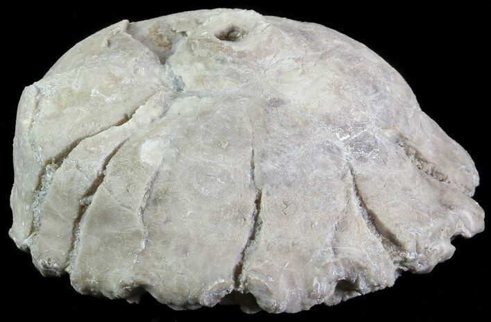 Crinoid Calyx (Pithocrinus) - Alpena, Michigan #68834